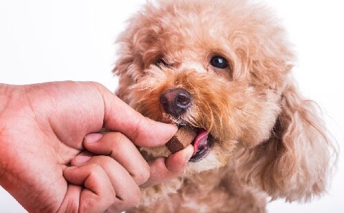 Tout savoir sur les vermifuges pour chiens : prévention et traitement