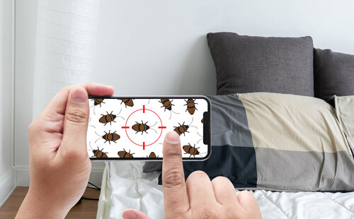 Punaises de lit : comprendre l'infestation et agir efficacement ?