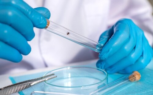 Maladie de Lyme : que faire face à une morsure de tiques ?