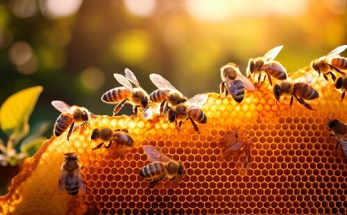 Tout savoir sur les produits de la ruche : miel, gelée royale, pollen et propolis