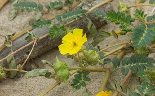 Les bienfaits du Tribulus