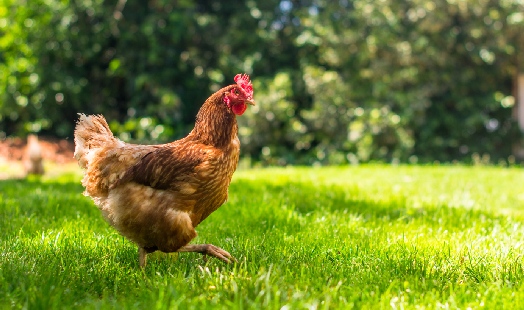 Coryza des poules : symptômes, traitement et prévention