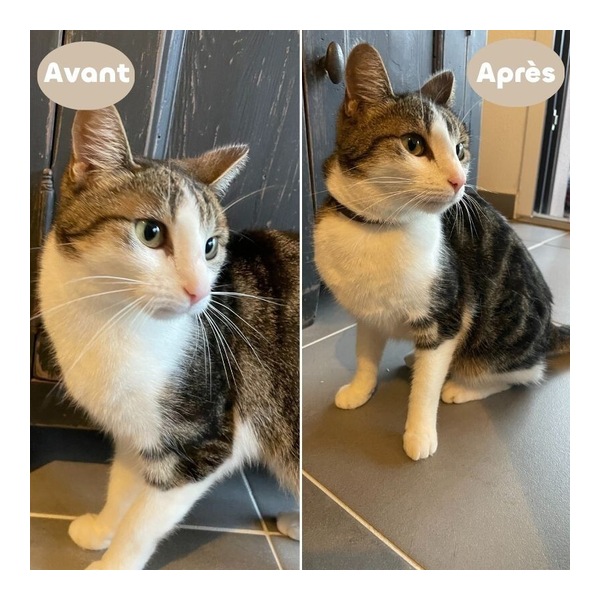 Collier anti puce chat Biovetol
