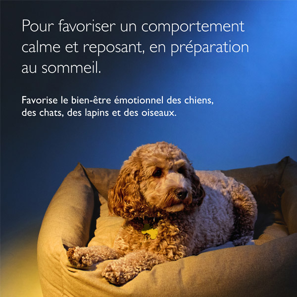 Fleurs de Bach Rescue Nuit Pets