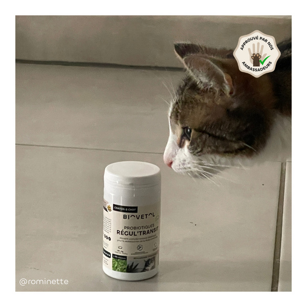 Probiotique chat et chaton Regul Transit Biovetol comprimés