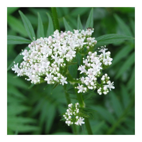 Ladrôme extrait de plante fraîche Bio Valériane officinale