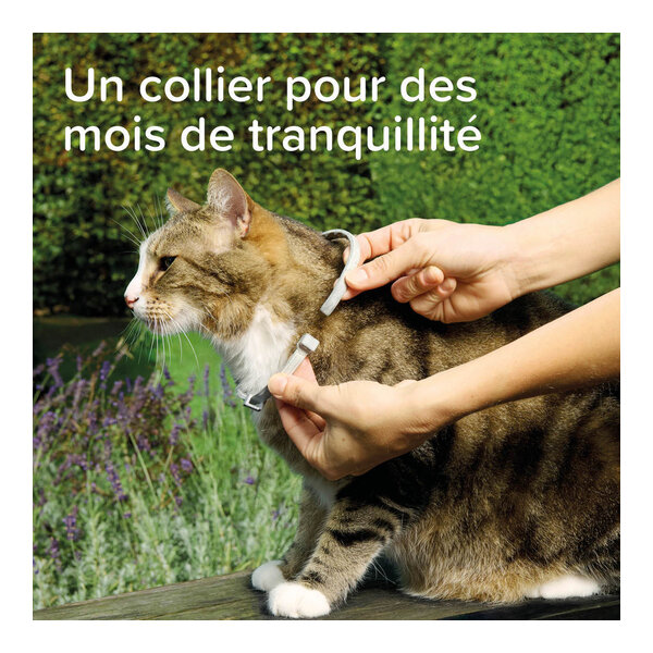 Collier anti puce chat Beaphar