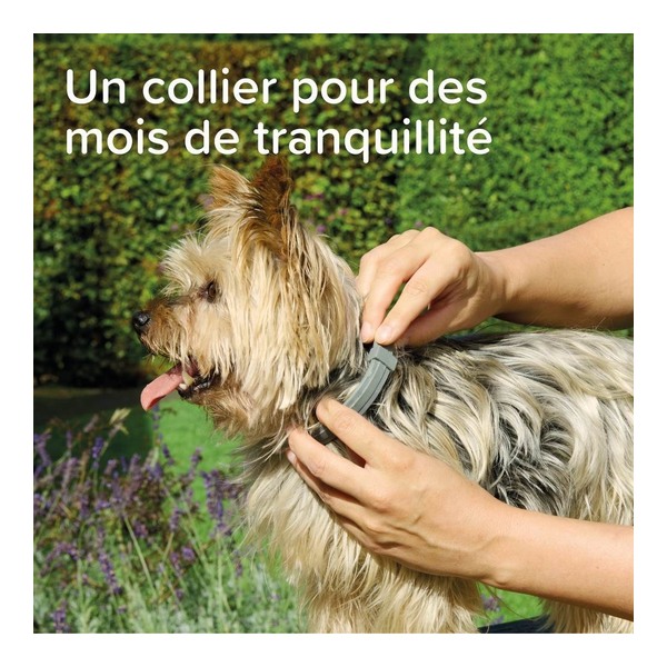 Collier anti puce chien Beaphar