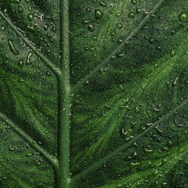 Endro sérum purifiant bio