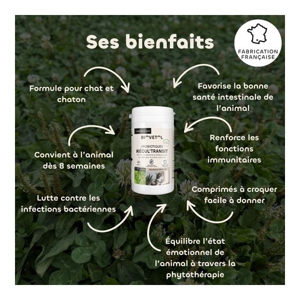 Probiotique chat et chaton Regul Transit Biovetol comprimés