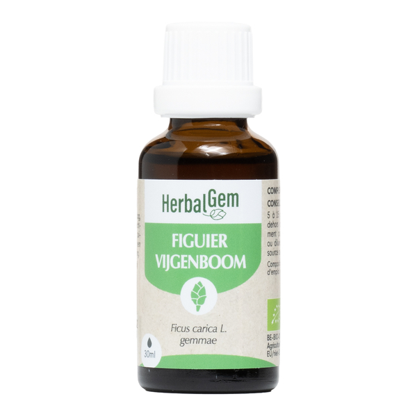 HerbalGem Figuier Macérat concentré de bourgeons frais bio
