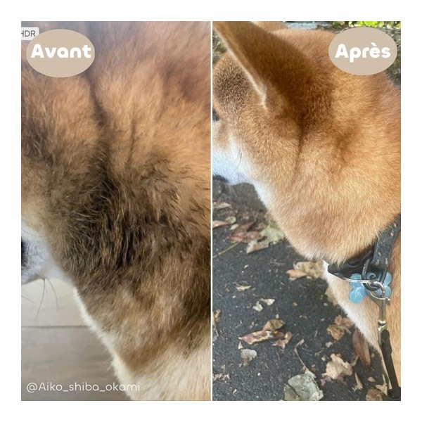 Shampooing tous pelages Chien Chat Biovetol