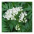 Ladrôme extrait de plante fraîche Bio Valériane officinale