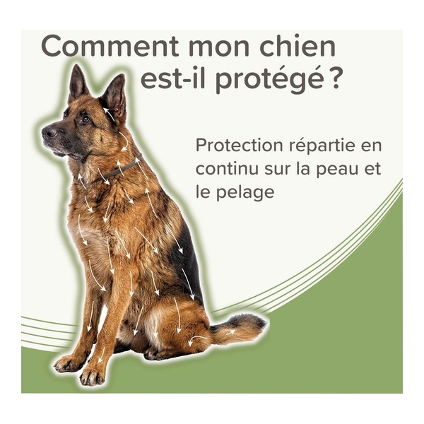 Collier anti puce chien Beaphar