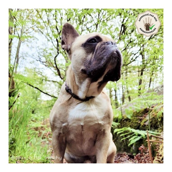 Collier anti puce chien Biovetol