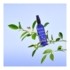 Melvita Eau florale de fleurs d'oranger bio