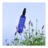 Melvita Eau florale de lavande bio