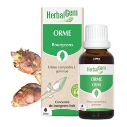 Orme Extrait de bourgeons bio