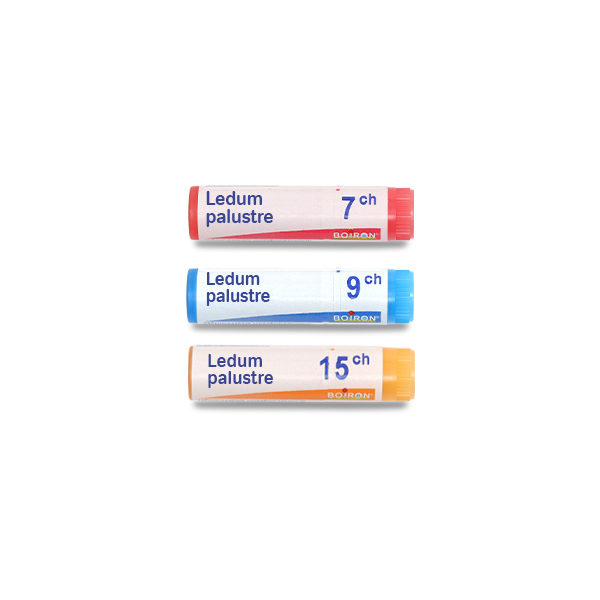 Boiron Ledum palustre unidose