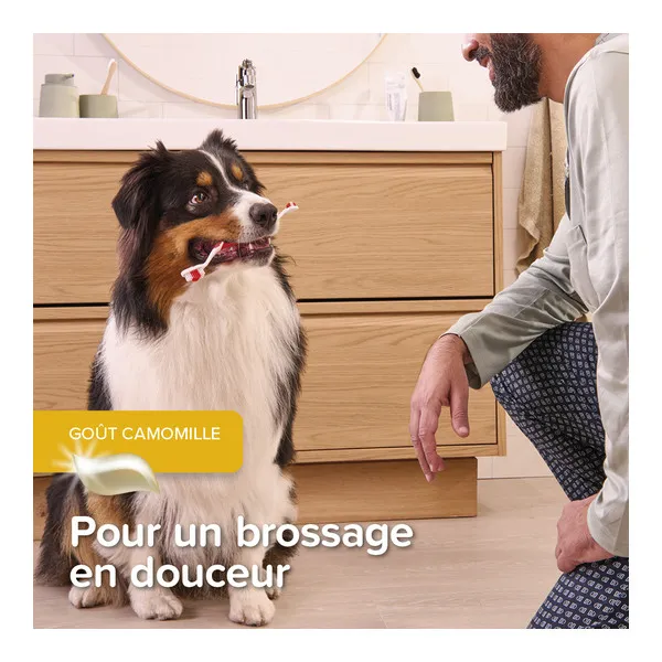 Beaphar Kit dentaire chiot