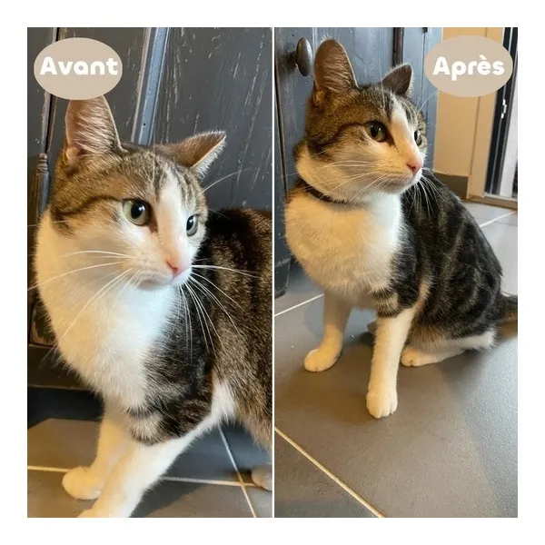 Collier anti puce chat Biovetol
