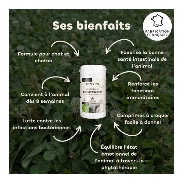Probiotique chat et chaton Regul Transit Biovetol comprimés
