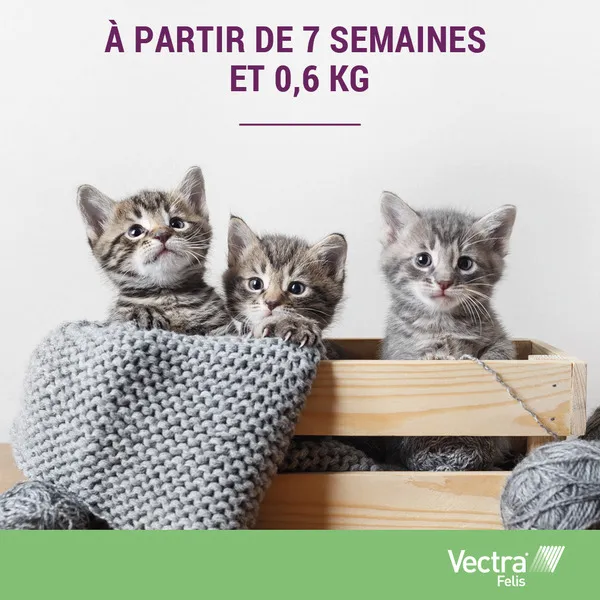 Vectra Felis Pipettes anti puces chat