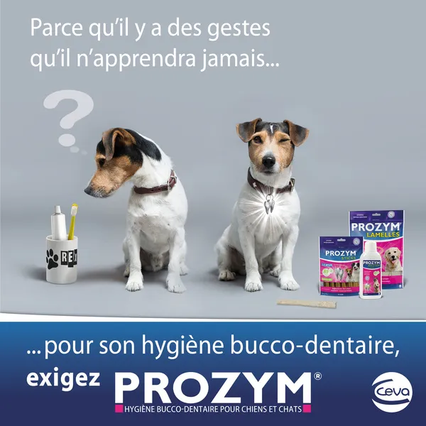 Prozym lamelles Chien