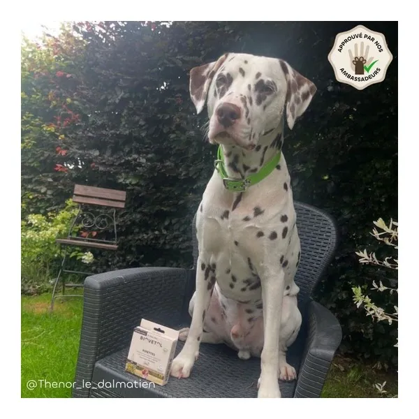 Pipette antiparasitaire chien Biovetol Bio