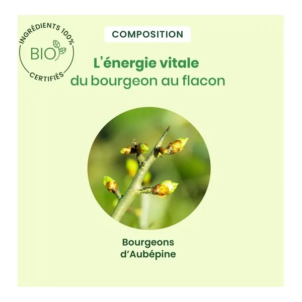 Aubépine Extrait de bourgeons bio