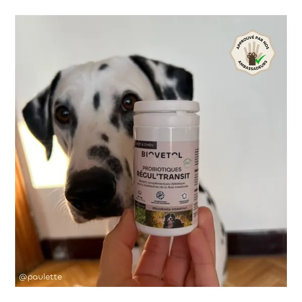 Probiotique chien et chiot Biovetol Régul Transit comprimés