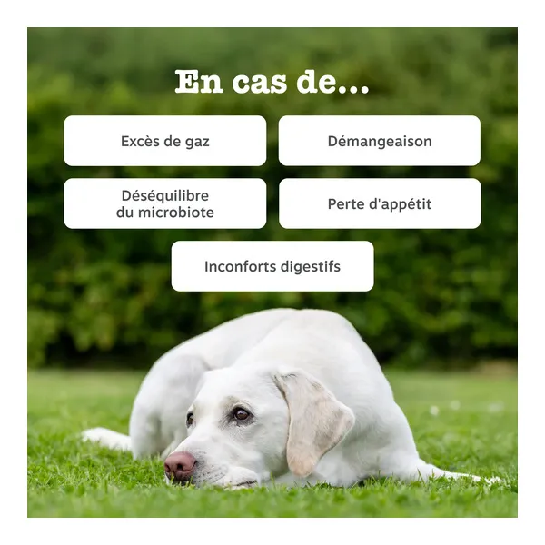 Zesty Paws Digestion Friandises pour chien