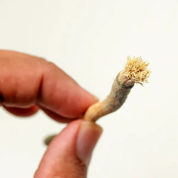 Siwak Brosse à dents naturelle