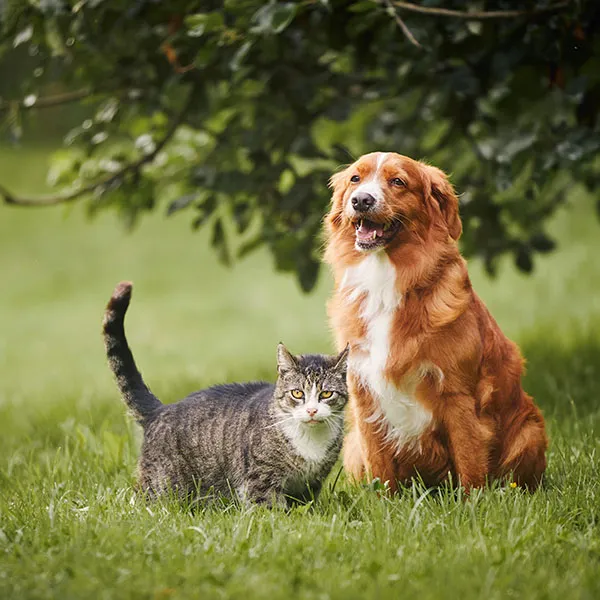 Pernacox Chien Chat comprimés