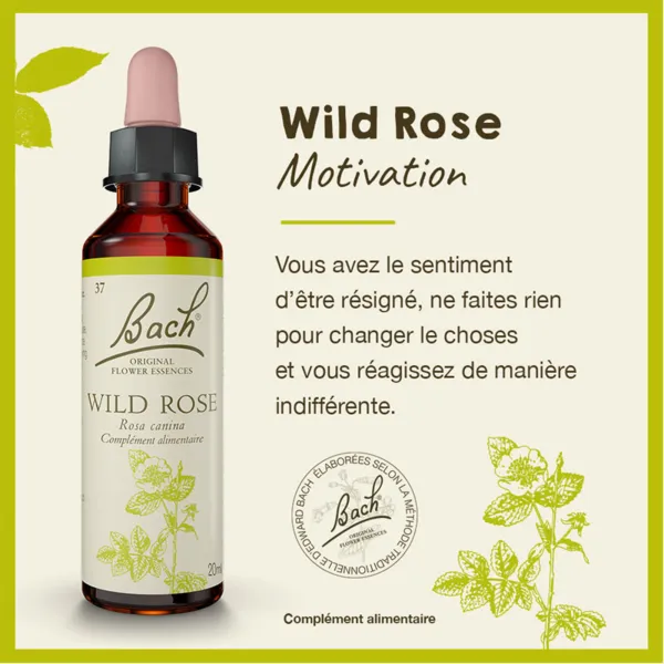 Fleurs de Bach Wild rose n°37