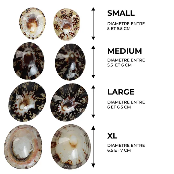Mom's Shell Coquillage d'allaitement