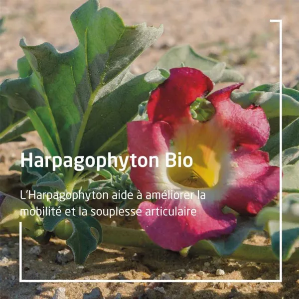 Weleda Articulation Harpagophyton Bio