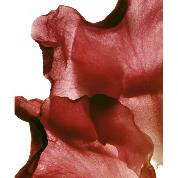 Melvita Source de Roses Gel crème Hydra glow Bio