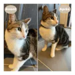 Collier anti puce chat Biovetol