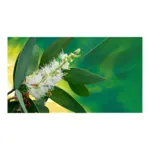 Phytosun Arôms huile essentielle Niaouli Bio