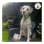 Pipette antiparasitaire chien Biovetol Bio