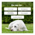 Zesty Paws Digestion Friandises pour chien