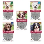 Advantix Chien pipettes anti puces
