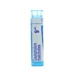 Caulophyllum thalictroides granules homéopathie Boiron