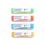 Caulophyllum thalictroides granules homéopathie Boiron