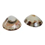 Mom's Shell Coquillage d'allaitement