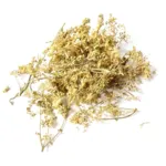 Iphym reine des prés fleur entière