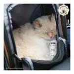 Spray O Calme chien chat Biovetol