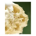 Eponge Loofah Al  Bara