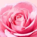 Nuxe Very Rose Crème mains et ongles apaisante